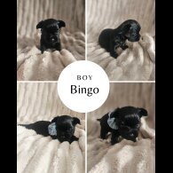 Yorkshire Terrier - Dogs