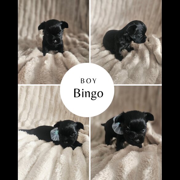 Yorkshire Terrier - Dogs