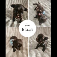 Yorkshire Terrier - Dogs
