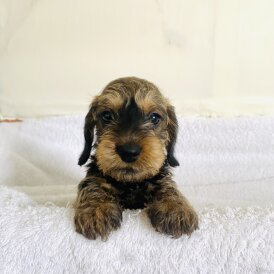 Dachshund (Standard &amp; Miniature) - Dogs