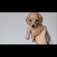 Dachshund (Standard &amp; Miniature) - Both