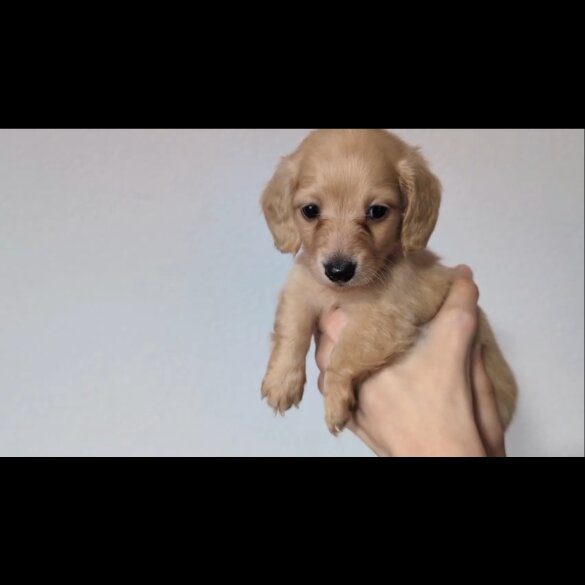 Dachshund (Standard &amp; Miniature) - Both