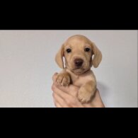 Dachshund (Standard &amp; Miniature) - Both