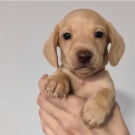 Dachshund (Standard &amp; Miniature) - Both