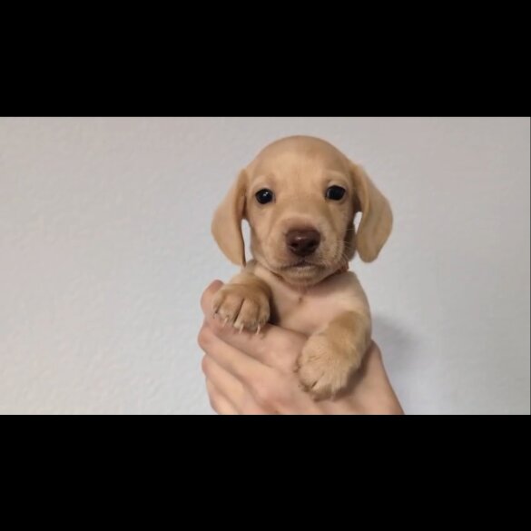 Dachshund (Standard &amp; Miniature) - Both