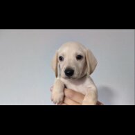 Dachshund (Standard &amp; Miniature) - Both
