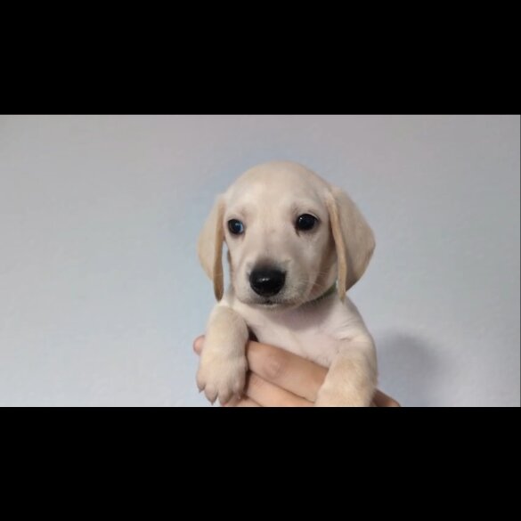 Dachshund (Standard &amp; Miniature) - Both