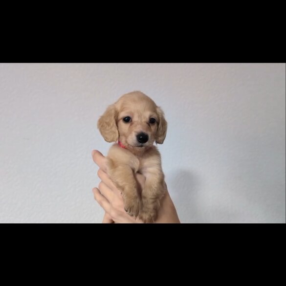 Dachshund (Standard &amp; Miniature) - Both