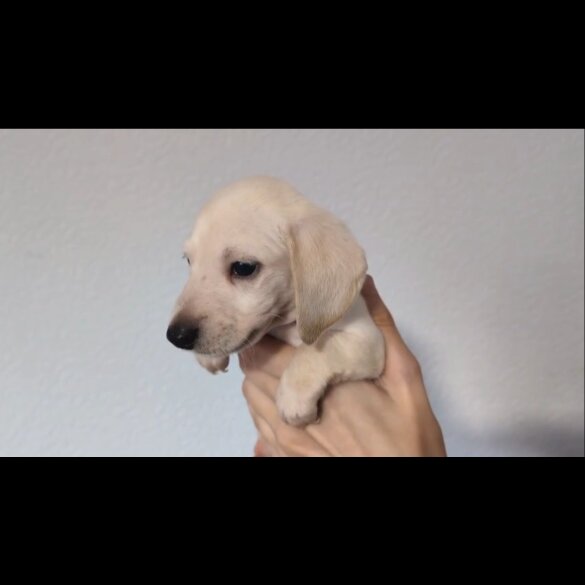 Dachshund (Standard &amp; Miniature) - Both
