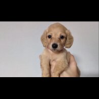 Dachshund (Standard &amp; Miniature) - Both