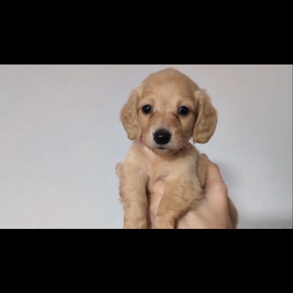Dachshund (Standard &amp; Miniature) - Both