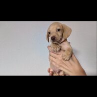 Dachshund (Standard &amp; Miniature) - Both