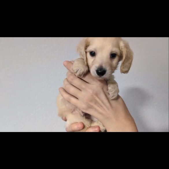 Dachshund (Standard &amp; Miniature) - Both