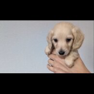 Dachshund (Standard &amp; Miniature) - Both