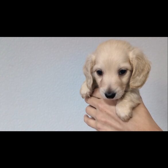 Dachshund (Standard &amp; Miniature) - Both