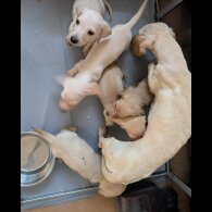 Dachshund (Standard &amp; Miniature) - Both