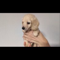 Dachshund (Standard &amp; Miniature) - Both