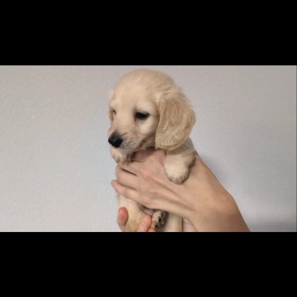 Dachshund (Standard &amp; Miniature) - Both