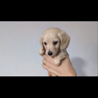 Dachshund (Standard &amp; Miniature) - Both