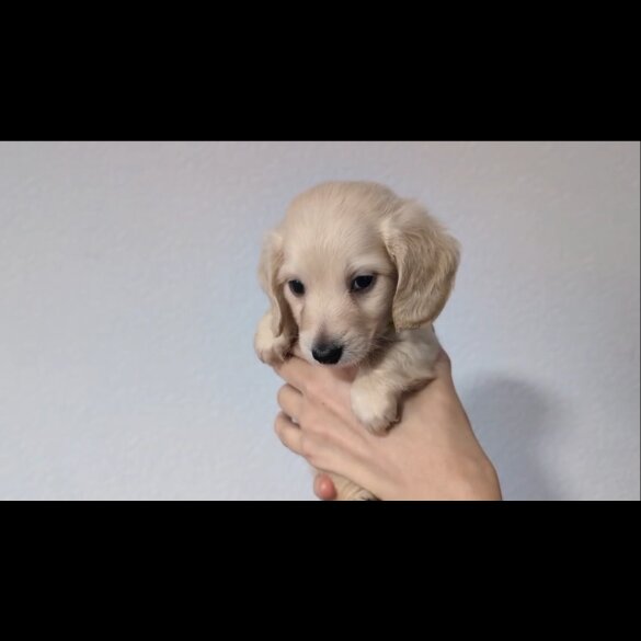 Dachshund (Standard &amp; Miniature) - Both