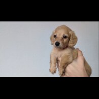 Dachshund (Standard &amp; Miniature) - Both
