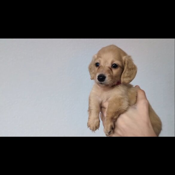 Dachshund (Standard &amp; Miniature) - Both