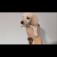 Dachshund (Standard &amp; Miniature) - Both