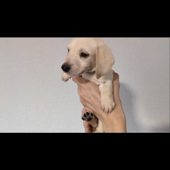 Dachshund (Standard &amp; Miniature) - Both