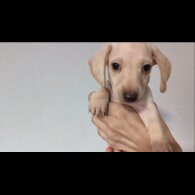 Dachshund (Standard &amp; Miniature) - Both