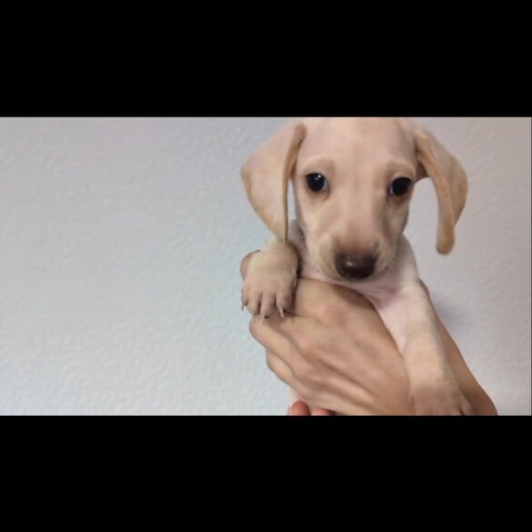 Dachshund (Standard &amp; Miniature) - Both