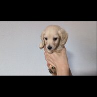 Dachshund (Standard &amp; Miniature) - Both