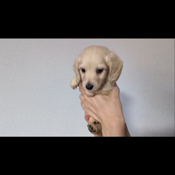 Dachshund (Standard &amp; Miniature) - Both
