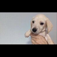 Dachshund (Standard &amp; Miniature) - Both
