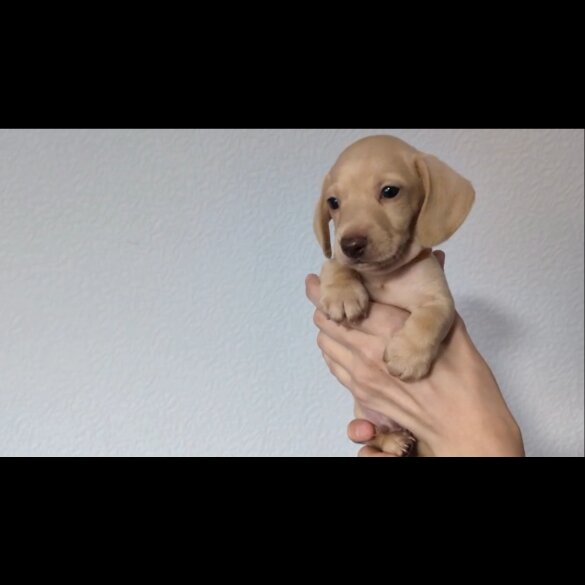 Dachshund (Standard &amp; Miniature) - Both
