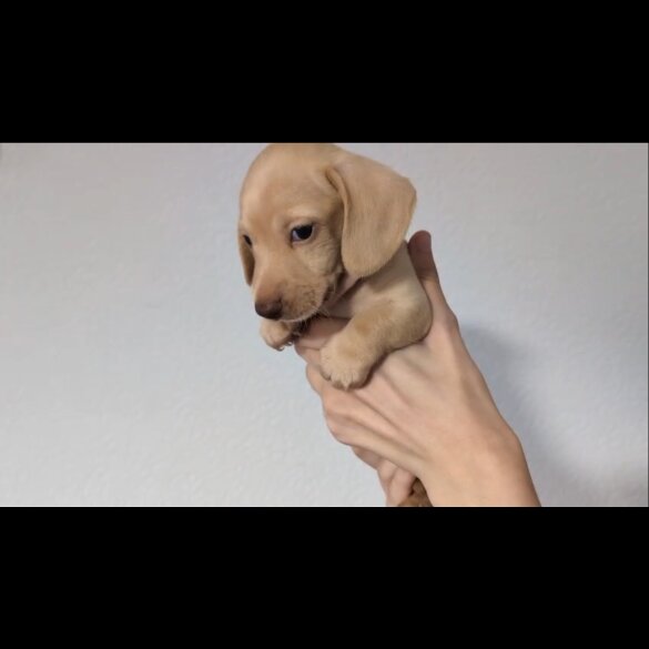Dachshund (Standard &amp; Miniature) - Both