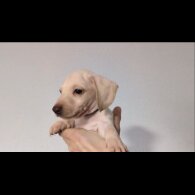 Dachshund (Standard &amp; Miniature) - Both
