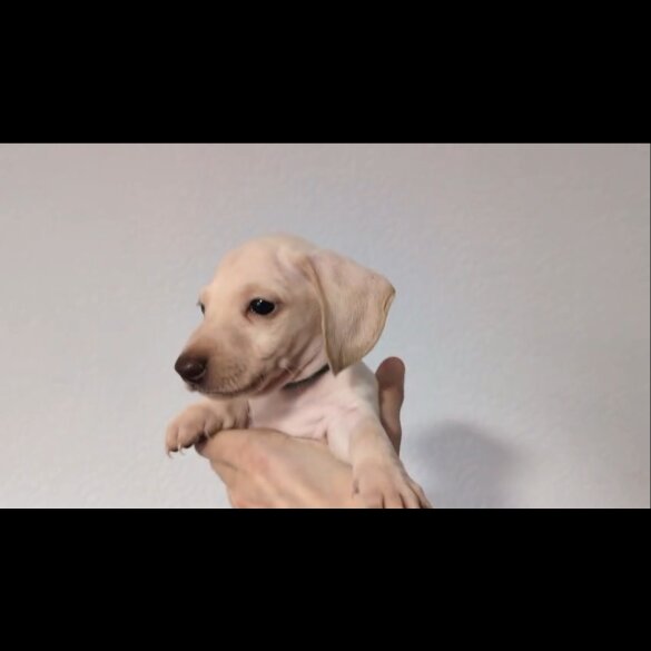 Dachshund (Standard &amp; Miniature) - Both