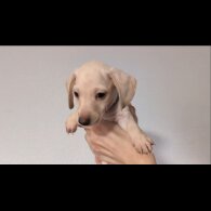 Dachshund (Standard &amp; Miniature) - Both