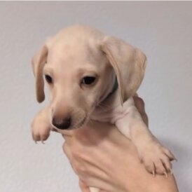 Dachshund (Standard &amp; Miniature) - Both