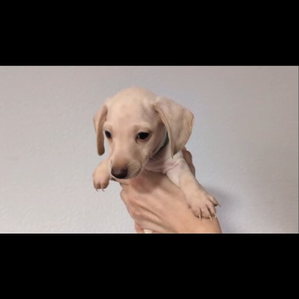 Dachshund (Standard &amp; Miniature) - Both