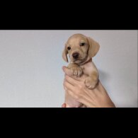 Dachshund (Standard &amp; Miniature) - Both