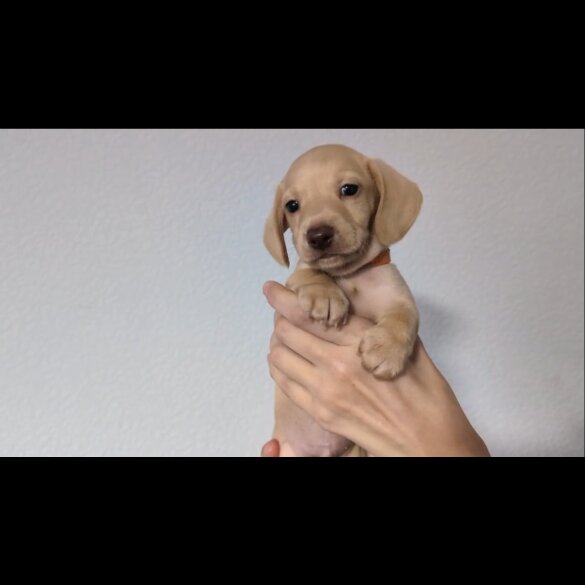 Dachshund (Standard &amp; Miniature) - Both