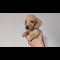 Dachshund (Standard &amp; Miniature) - Both