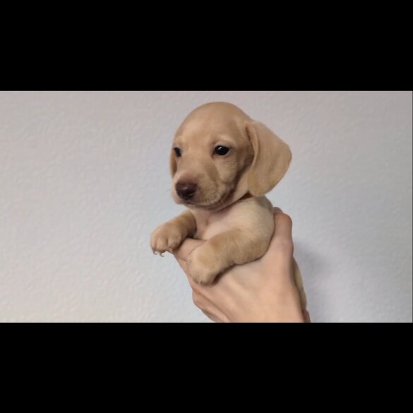 Dachshund (Standard &amp; Miniature) - Both