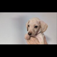 Dachshund (Standard &amp; Miniature) - Both