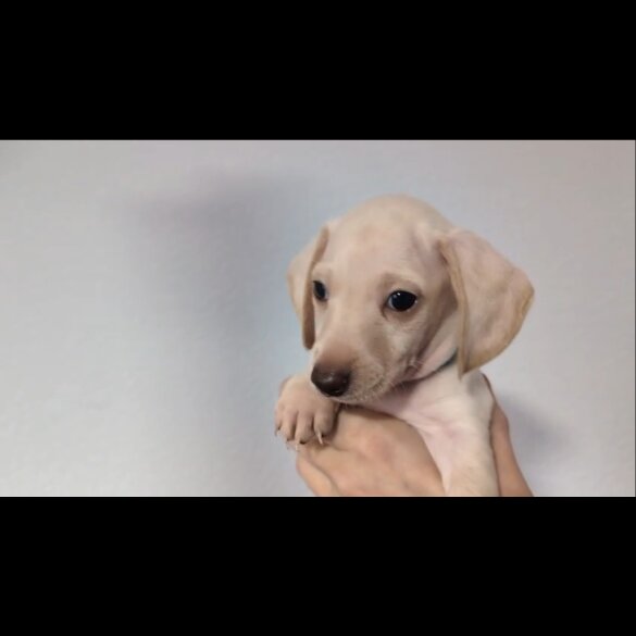 Dachshund (Standard &amp; Miniature) - Both
