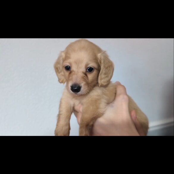 Dachshund (Standard &amp; Miniature) - Both