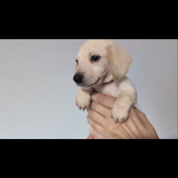 Dachshund (Standard &amp; Miniature) - Both
