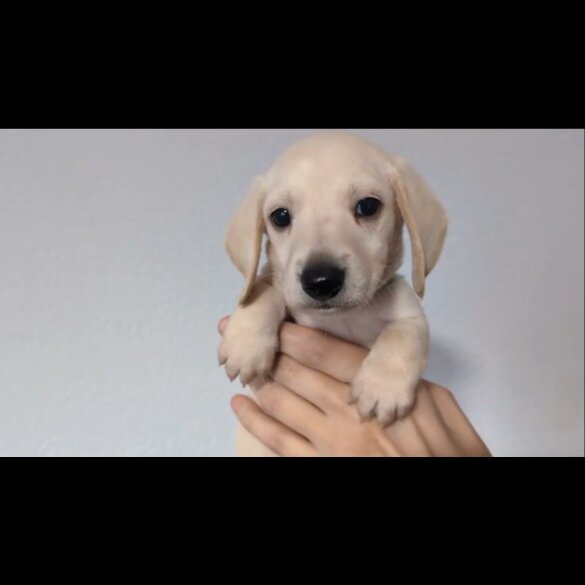 Dachshund (Standard &amp; Miniature) - Both