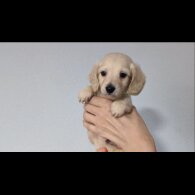 Dachshund (Standard &amp; Miniature) - Both